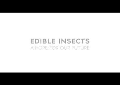 Edible insects a hope for our future