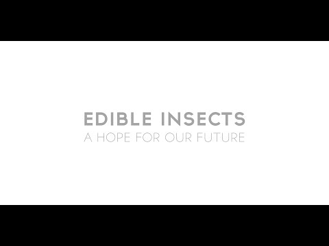 Edible insects a hope for our future